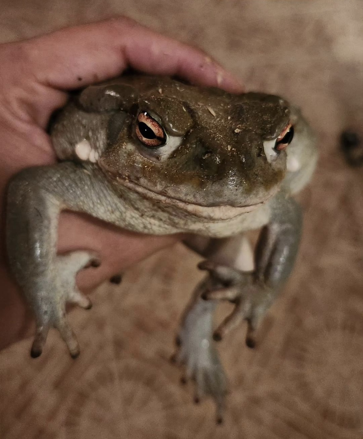 Bufo University | Alternative Education for Global Impact & Growth
