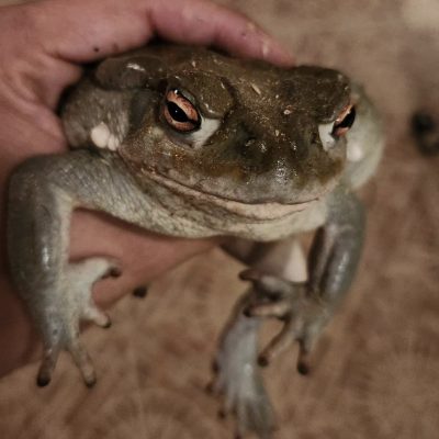 Bufo University | Alternative Education for Global Impact & Growth